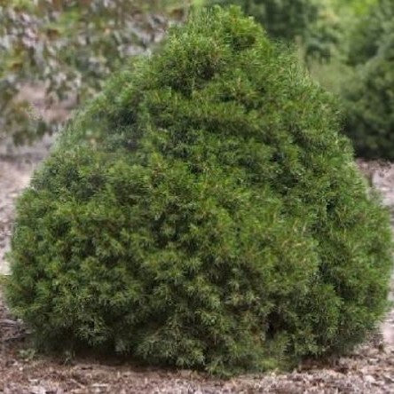 Tompa Norway spruce (PICEA ABIES TOMPA)