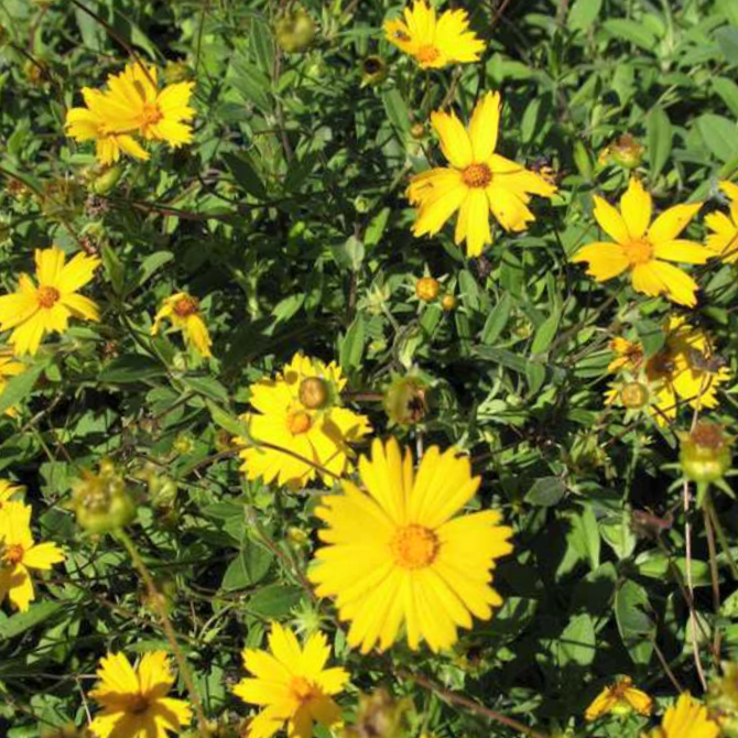 Sunshine Superman Tickseed (COREOPSIS SUNSHINE SUPERMAN)
