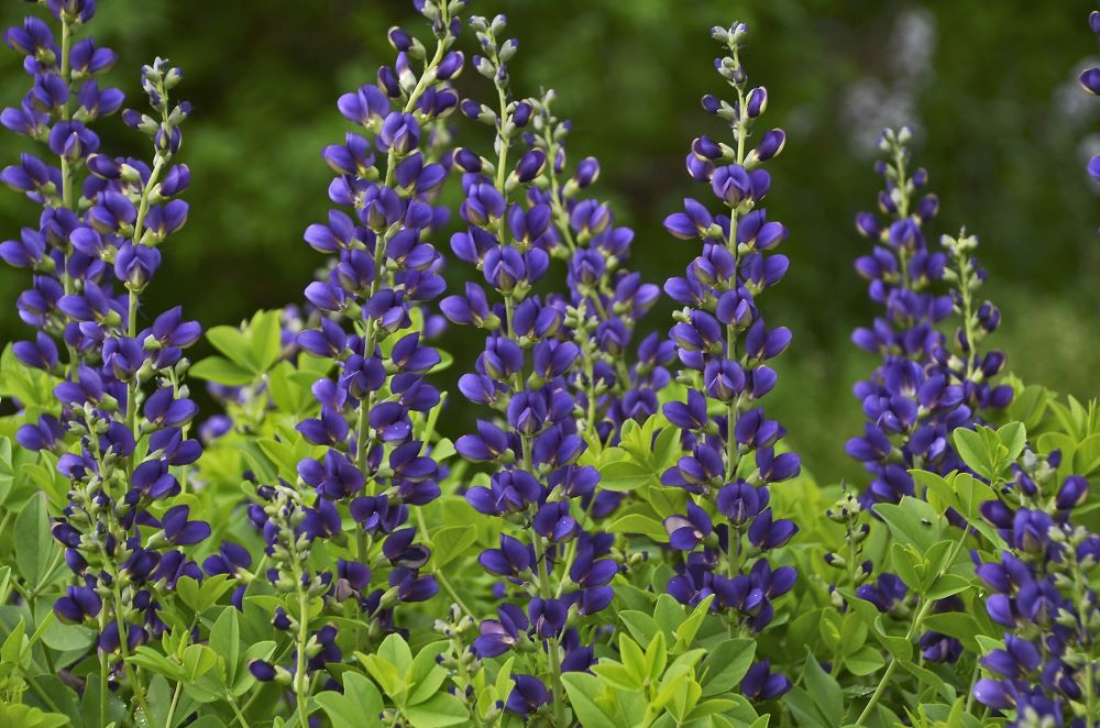 Decadence® 'Sparkling Sapphires' False Indigo (BAPTISIA SPARKLING SAPPHIRES)