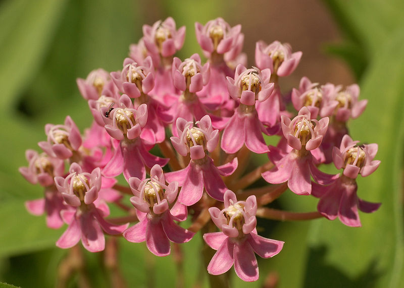 Swamp Milkweed (ASCLEPIAS INCARNATA)
