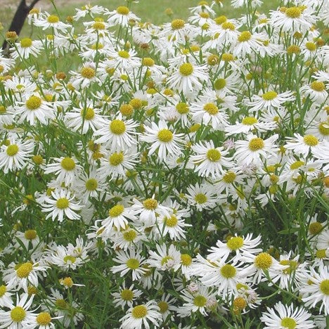 Snowbank Boltonia (BOLTONIA SNOWBANK)