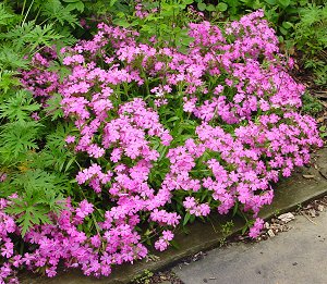 Short and Sweet Wild Pinks / Catchfly (SILENE SHORT AND SWEET)