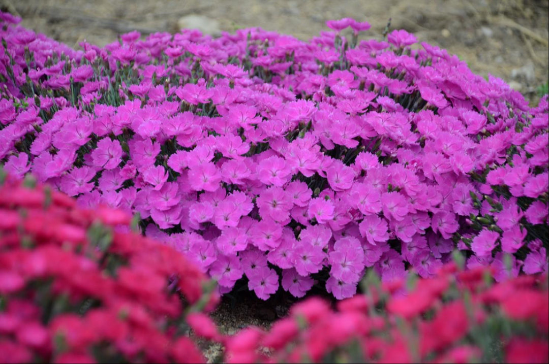 'Paint the Town Fuchsia' Pinks (DIANTHUS PAINT THE TOWN FUCHSIA)