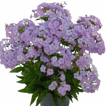 'Opening Act Blush' Phlox (PHLOX PAN. OPENING ACT BLUSH)