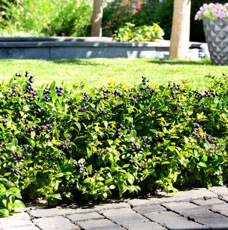 BerryBux® Blueberry (VACCINIUM BERRYBUX)