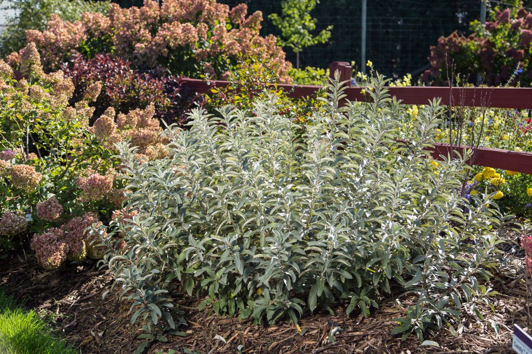 Iceberg Alley® Sageleaf Willow (SALIX C ICEBERG ALLEY)