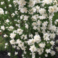 Pearls of Perfume™ Mock Orange (PHIL. PEARLS OF PERFUME)