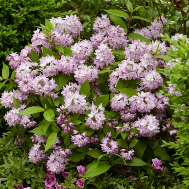 Raspberry Sundae Deutzia (DEUTZIA RASPBERRY SUNDAE)