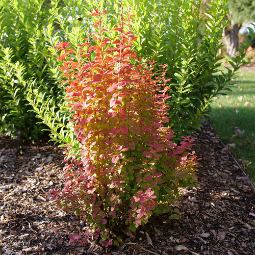 Sunjoy Orange Pillar® Barberry (BERBERIS THUN. SUNJOY ORANGE PILLAR)