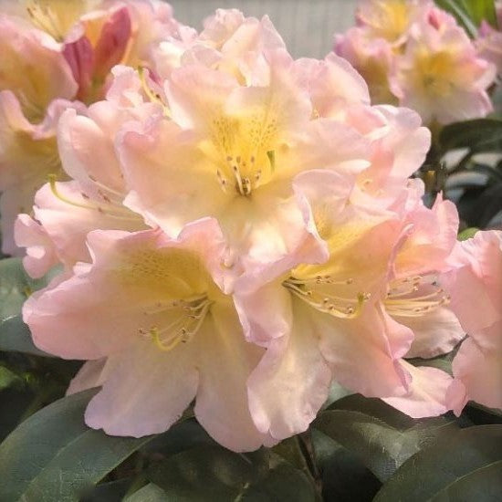 Holden’s™ Peach Rhododendron (RHODO. HOLDENS™ PEACH)