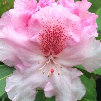Holden’s™ Pink Flare Rhododendron (RHODO. HOLDENS™ PINK FLARE)