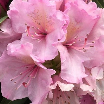 Holden’s™ Pink Rhododendron (RHODO. HOLDENS™ PINK)