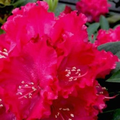 Holden’s ™ Red Rhododendron (RHODO. HOLDENS RED)