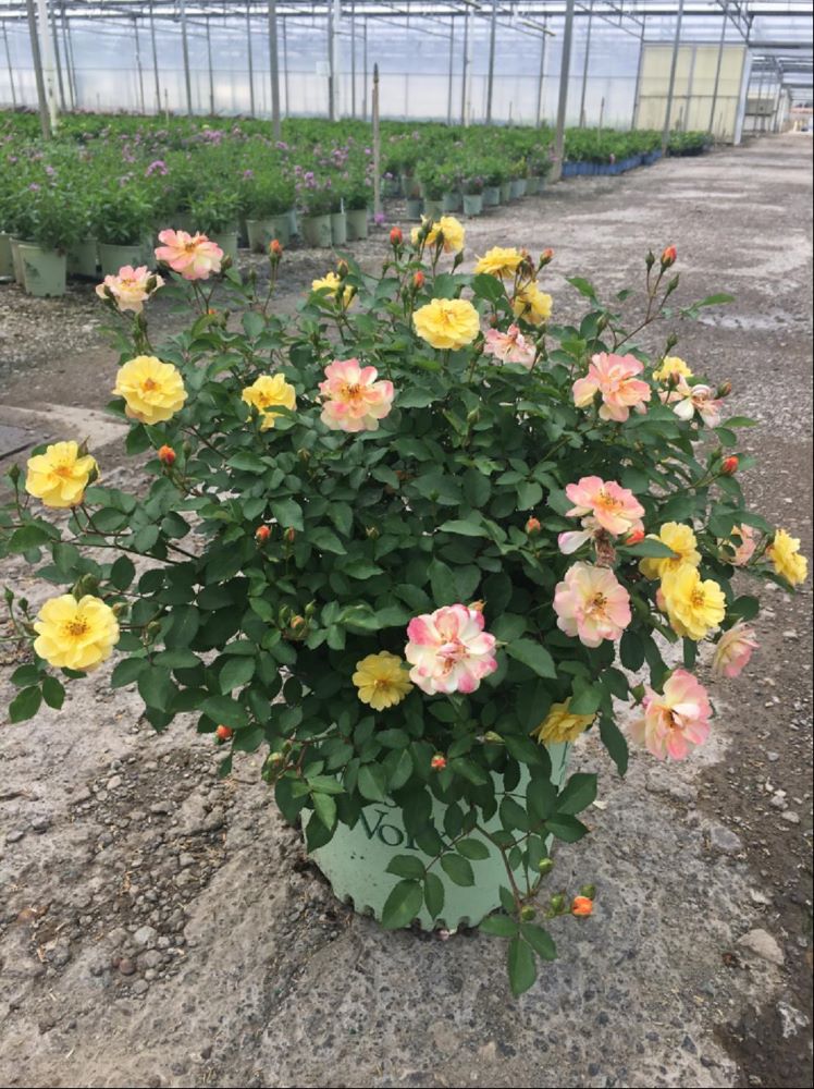Color Cocktail Rose (ROSE COLOR COCKTAIL)