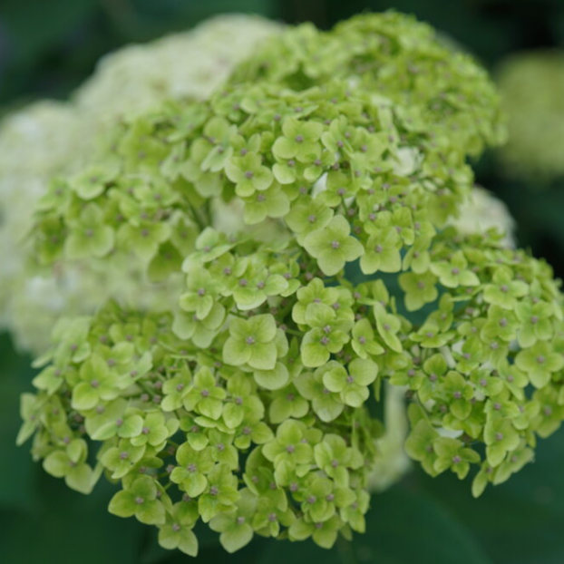 Invincibelle Sublime™ Smooth hydrangea (HYDRANGEA A. INVINCBLE SUBLIME)