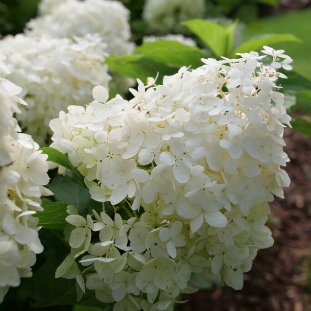 Puffer Fish® Panicle Hydrangea (HYDRANGEA P PUFFER FISH)