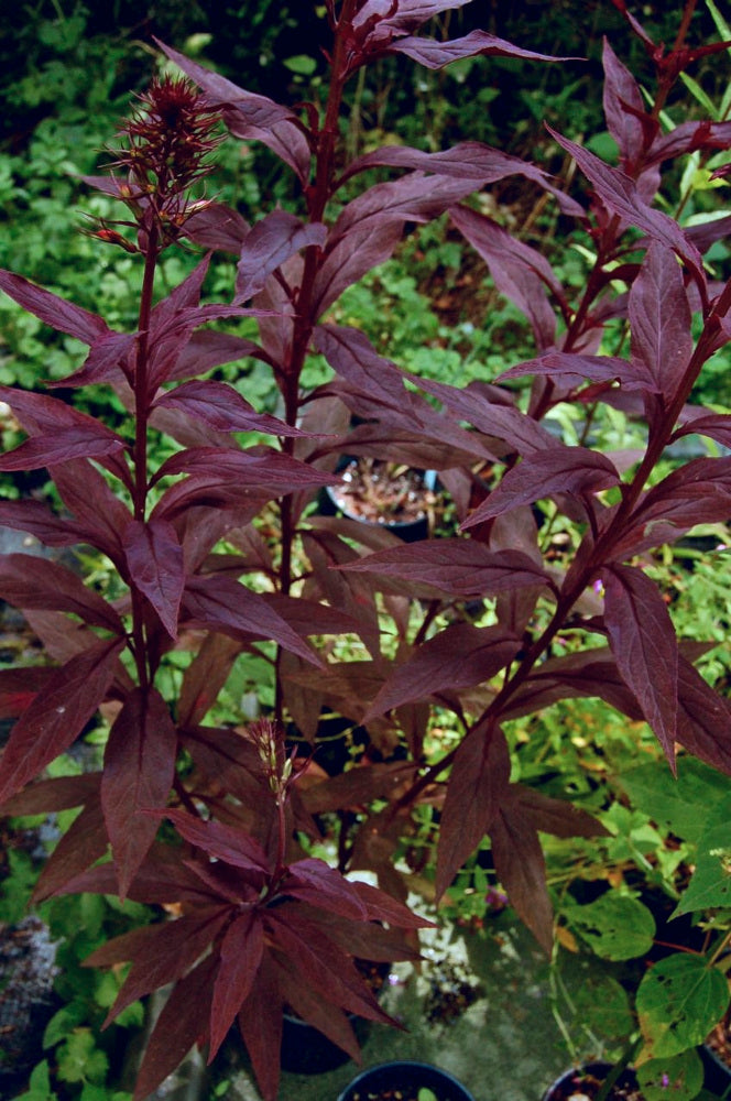 Black Truffle Cardinal Flower (LOBELIA C. BLACK TRUFFLE)