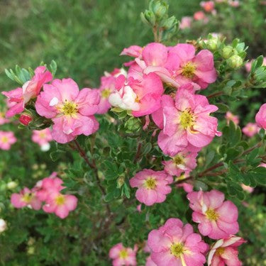 Happy Face Hearts® Potentilla (POTENTILLA HAPPY FACE HEARTS)