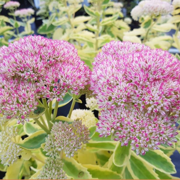 Frosted Fire Autumn Stonecrop (SEDUM FROSTED FIRE)