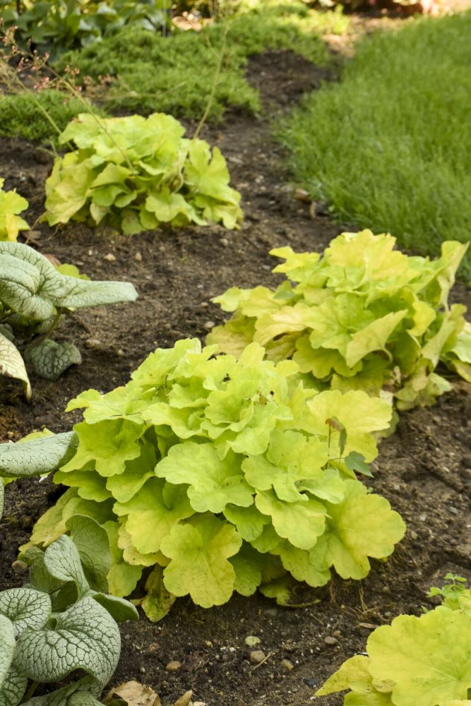 Primo® 'Pistachio Ambrosia' Coral Bells (HEUCHERA PISTACHIO AMBROSIA)