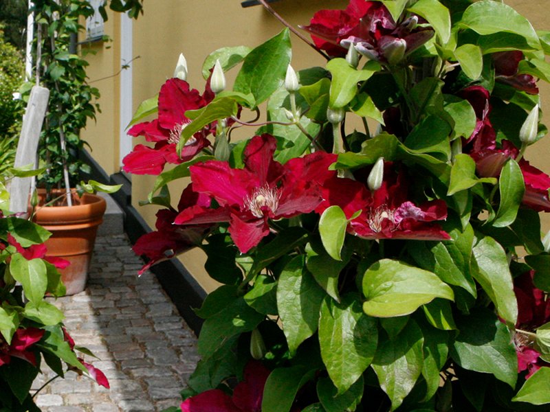 Clematis Jie™ (CLEMATIS JIE)