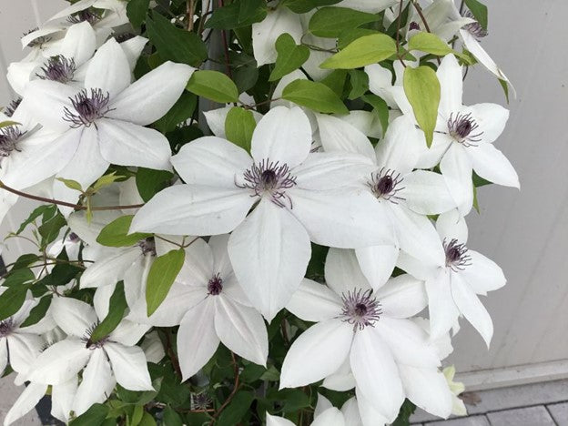 Tsukiko™ Clematis (CLEMATIS TSUKIKO)