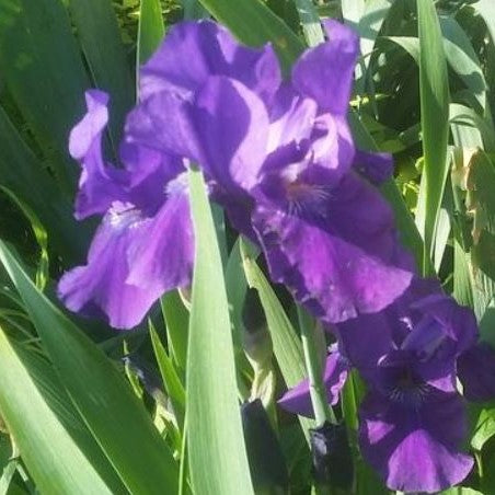 Iris ‘Halston’ (IRIS GERMANICA HALSTON)