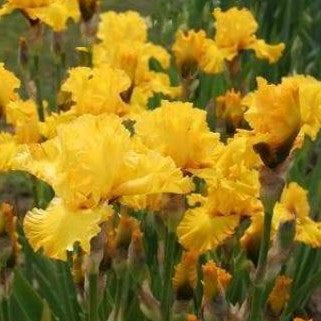Iris 'Pure As Gold' (IRIS GERMANICA PURE AS GOLD)