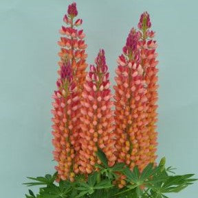 Staircase™ Orange Lupine (LUPINUS STAIRCASE™ ORANGE)