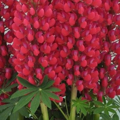 Staircase™ Red Lupine (LUPINUS STAIRCASE™ RED)