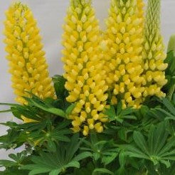 Staircase™ Yellow Lupine (LUPINUS STAIRCASE™ YELLOW)