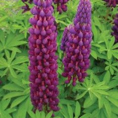 Westcountry™ Masterpiece Lupine (LUPINUS WESTCOUNTRY MASTERPIECE)