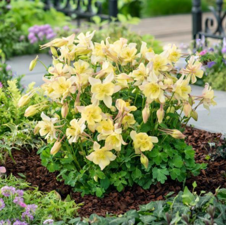EarlyBird™ Yellow Columbine (AQUILEGIA EARLYBIRD YELLOW)