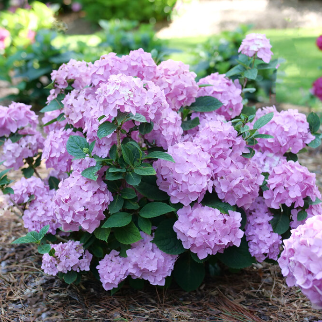 Let's Dance Sky View® Reblooming Hydrangea (HYDRANGEA M. LETS DANCE SKY VIEW)
