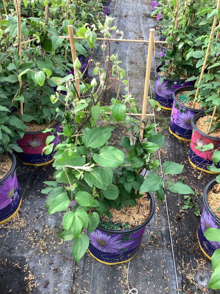 Duchess of Cornwall Clematis (CLEMATIS THE DUCHESS OF CORNWALL)