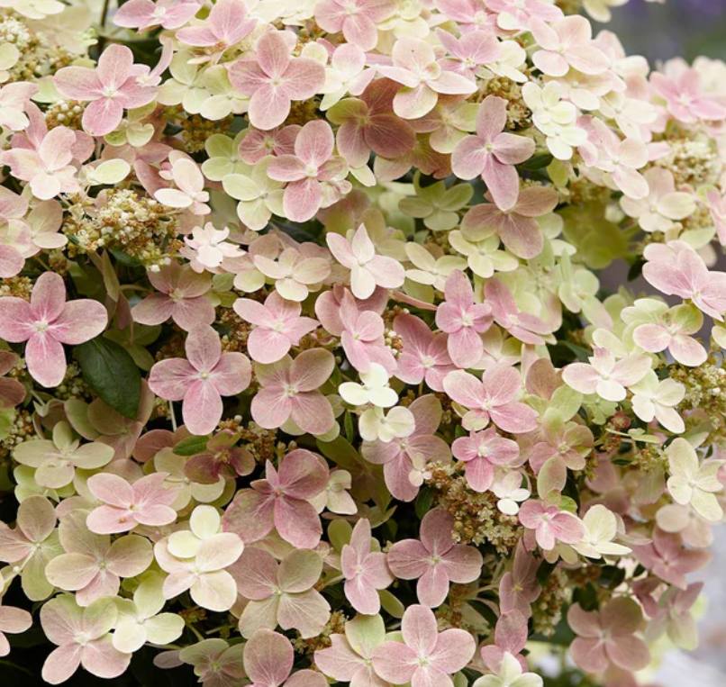 Hydrangea Early Evolution (HYDRANGEA P EARLY EVOLUTION)