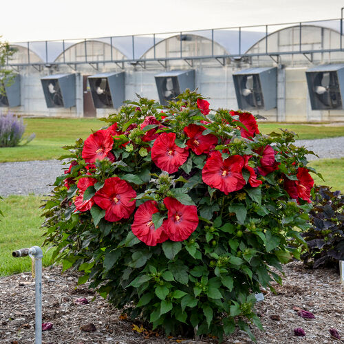 Summerific® 'Valentine's Crush' Rose Mallow (HIBISCUS X SUMMERIFIC VALENTINES CRUSH)