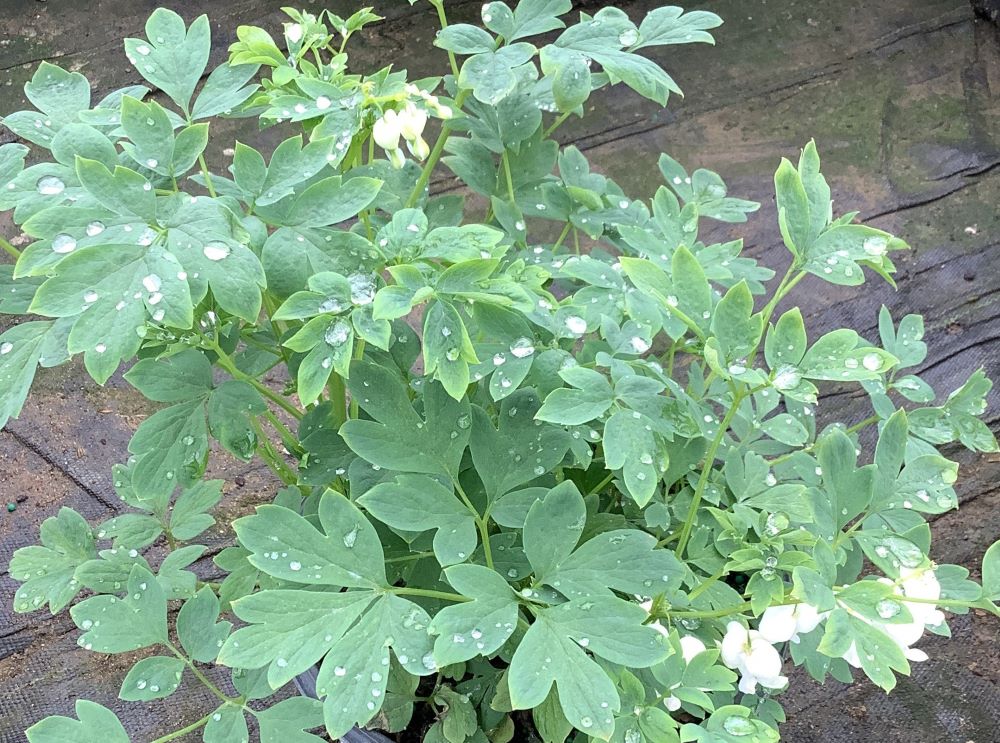 Old Fashion Bleeding Heart (DICENTRA SPEC. ALBA)
