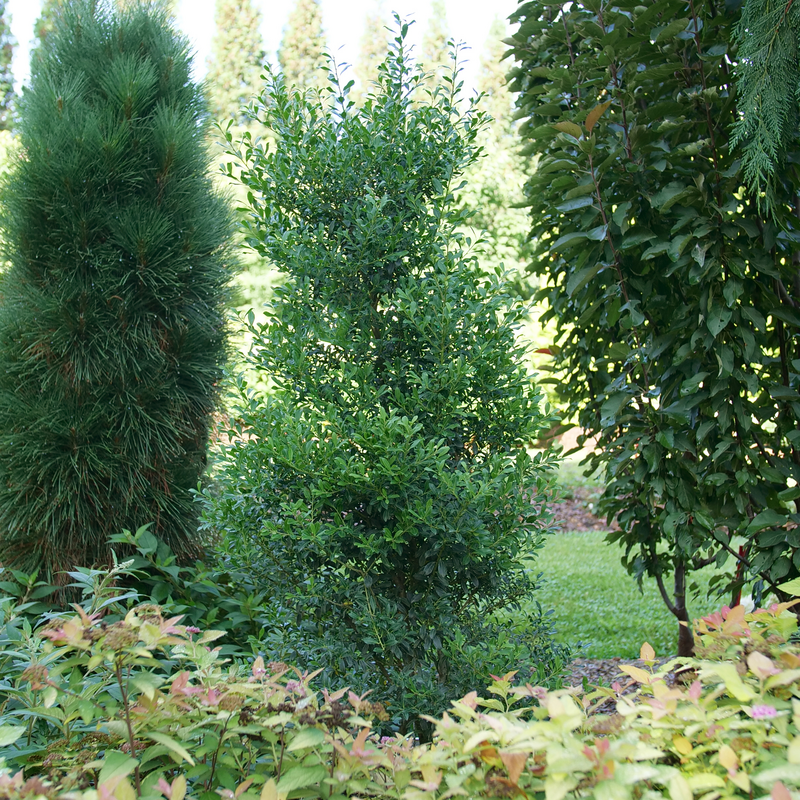 Squeeze Box Inkberry Holly (ILEX GLABRA SQUEEZE BOX)