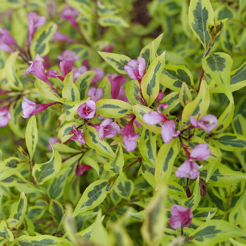 Bubbly Wine® Weigela (WEIGELA BUBBLY WINE)
