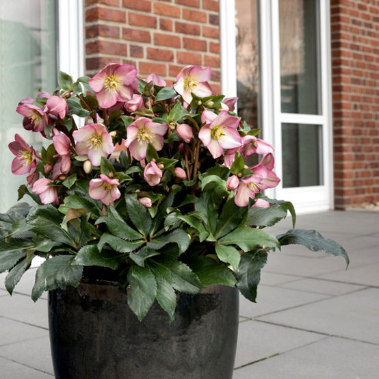 Ice N’ Roses® Rose Lenten Rose (HELLEBORUS ICE N ROSES ROSE)
