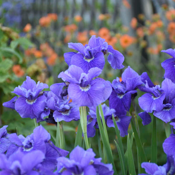 Ruffled Velvet Siberian Iris (IRIS SIBERICA RUFFLED VELVET)