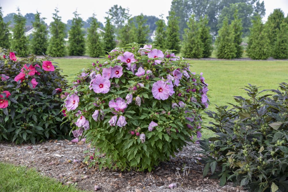 Summerific® 'Lilac Crush' Rose Mallow (HIBISCUS X SUMMERIFIC LILAC CRUSH)