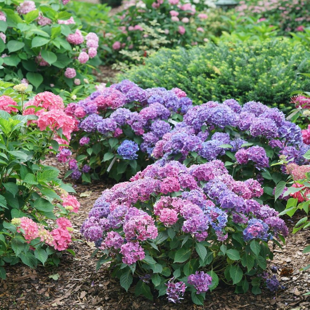 Let's Dance Lovable® Bigleaf Hydrangea (HYDRANGEA M. LETS DANCE LOVABLE)
