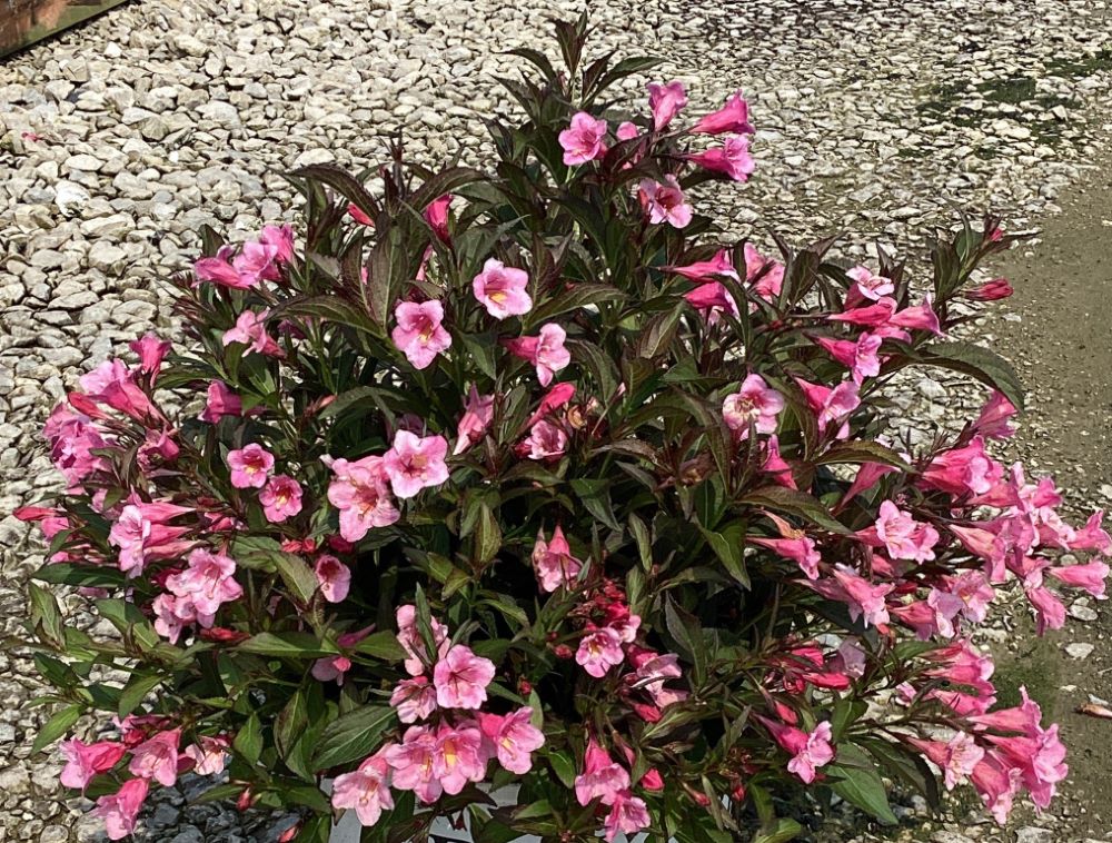 Sonic Bloom® Wine Weigela (WEIGELA SONIC BLOOM WINE)