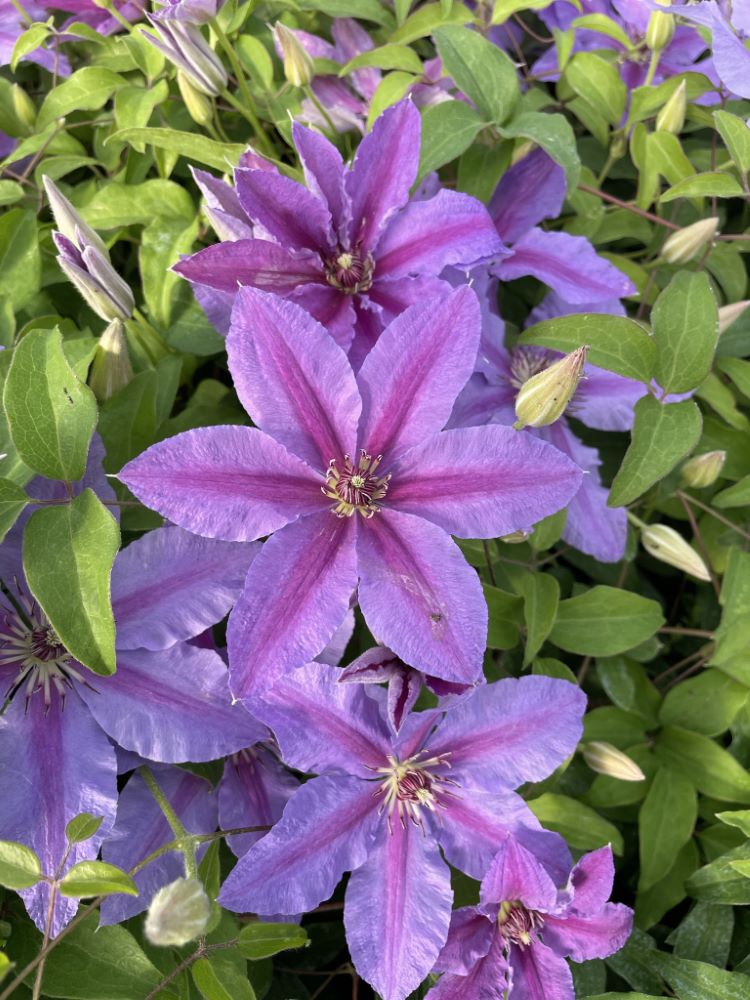 Tumaini™ Clematis (CLEMATIS TUMAINI)