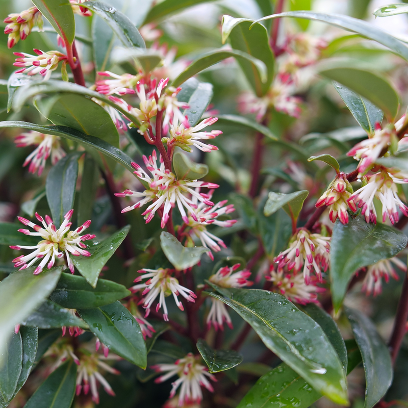 Sweet & Lo™ Sweet Box (SARCOCOCCA SWEET & LO)