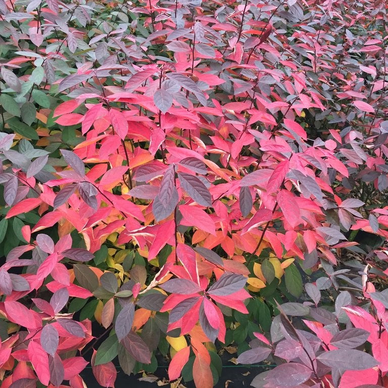 Proven Winners® Color Choice® Scentlandia Sweetspire (ITEA VIRGINICA ‘SMNIVDFC’)