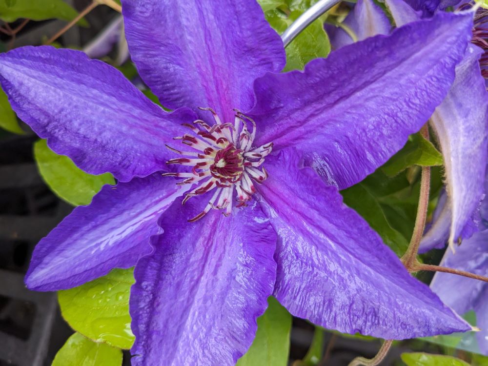 Lindsay™ Clematis (CLEMATIS LINDSAY)