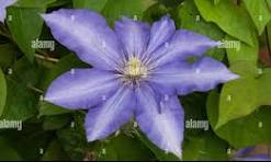 Daniel Deronda Clematis (CLEMATIS DANIEL DERONDA)